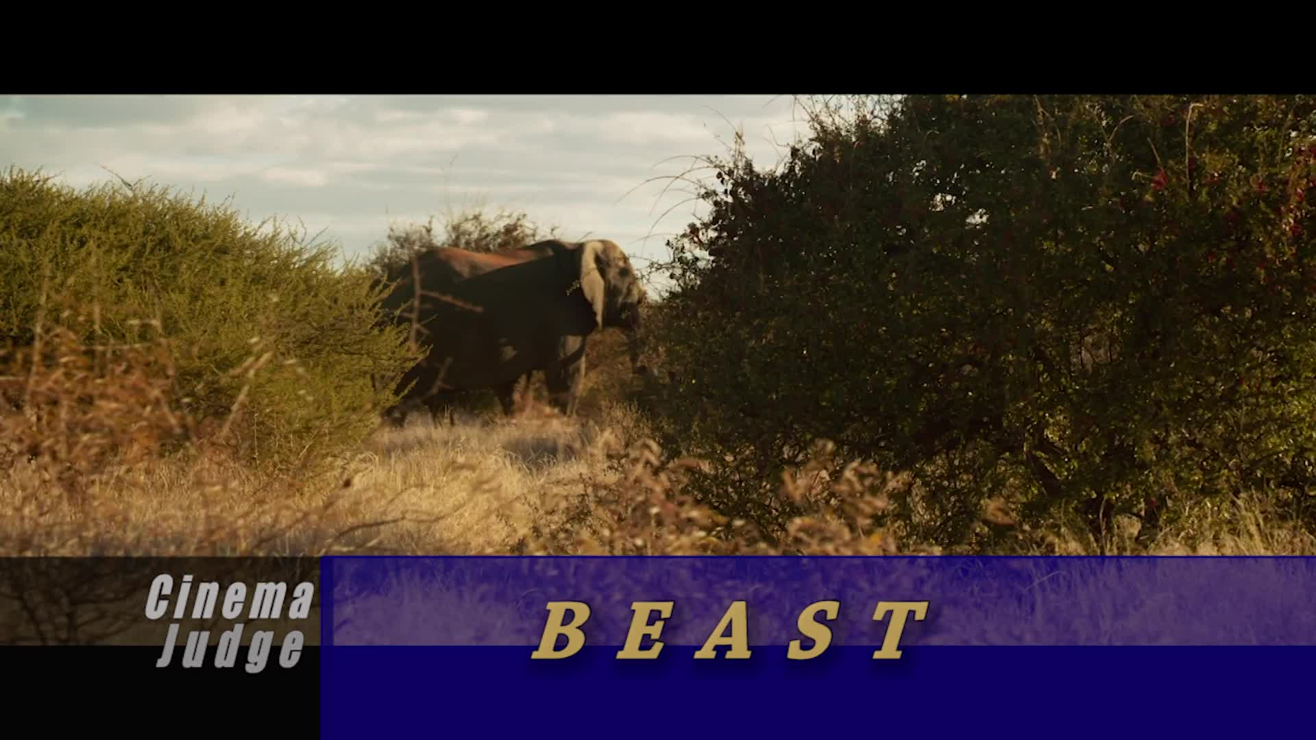 Cinema Judge - Beast