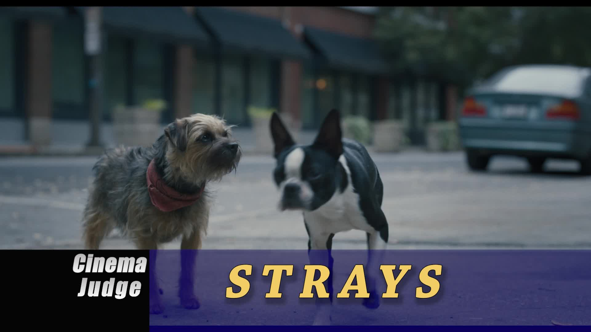 Cinema Judge - Strays